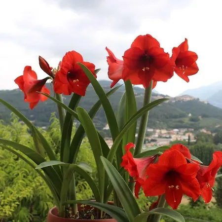Il Castello Sul Apartmán