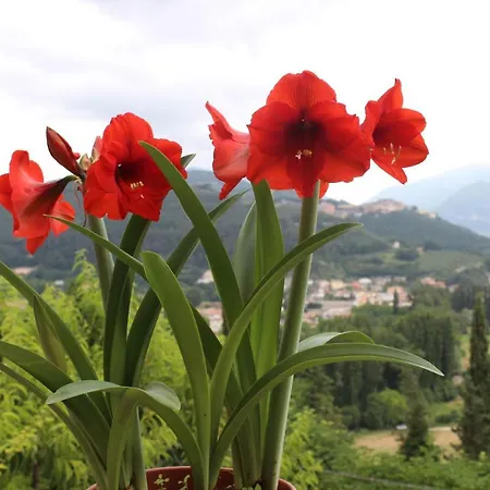 Il Castello Sul * ארונה